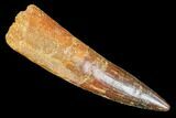 Spinosaurus Tooth - Partial Root #106759-1